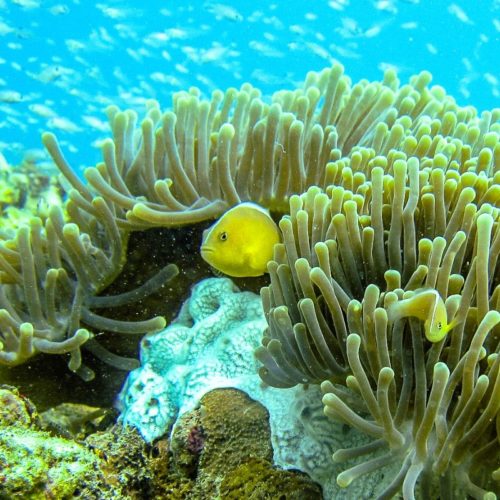 Pesci a Zanzibar - zanzibar-tour.it