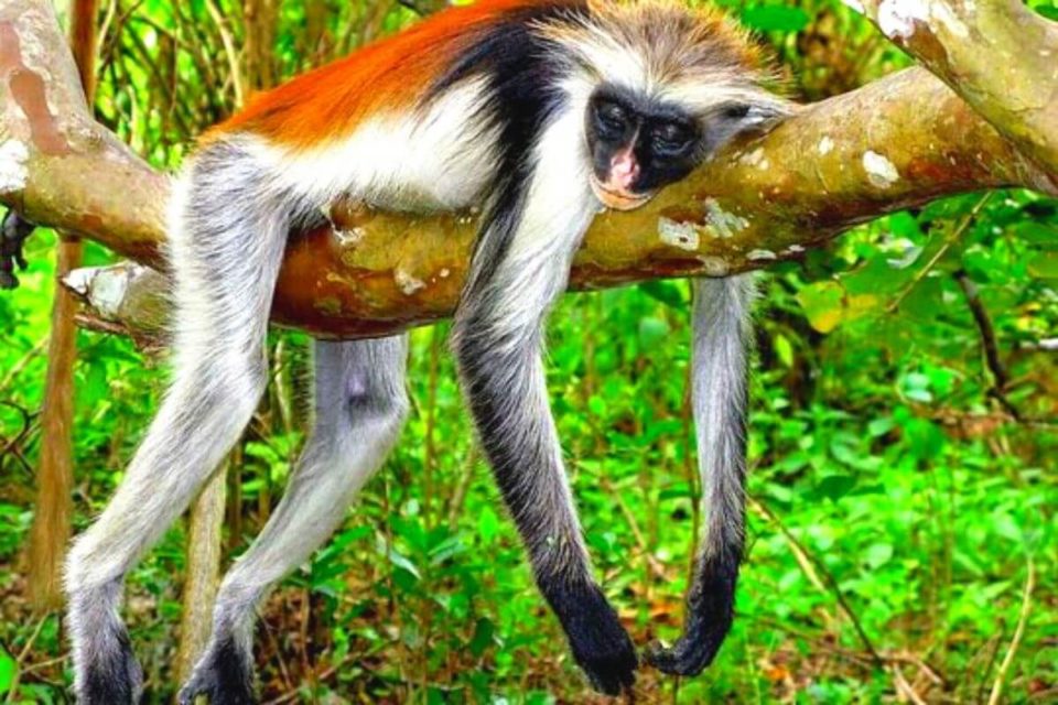 Jozani Forest foresta - zanzibar-tour.it